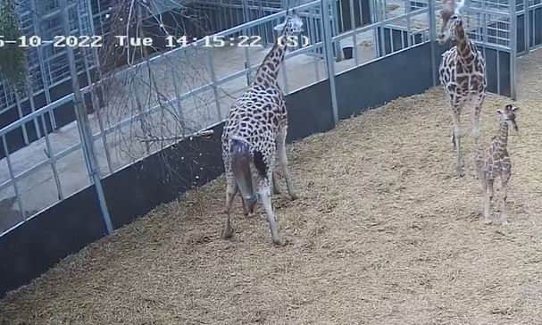 West Midlands Safari Park giraffe gives birth to baby - six weeks after brother’s arrival