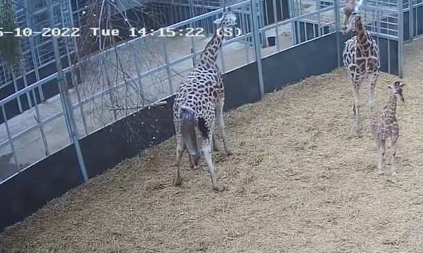 <p>West Midlands Safari Park giraffe gives birth to baby - six weeks after brother’s arrival</p>