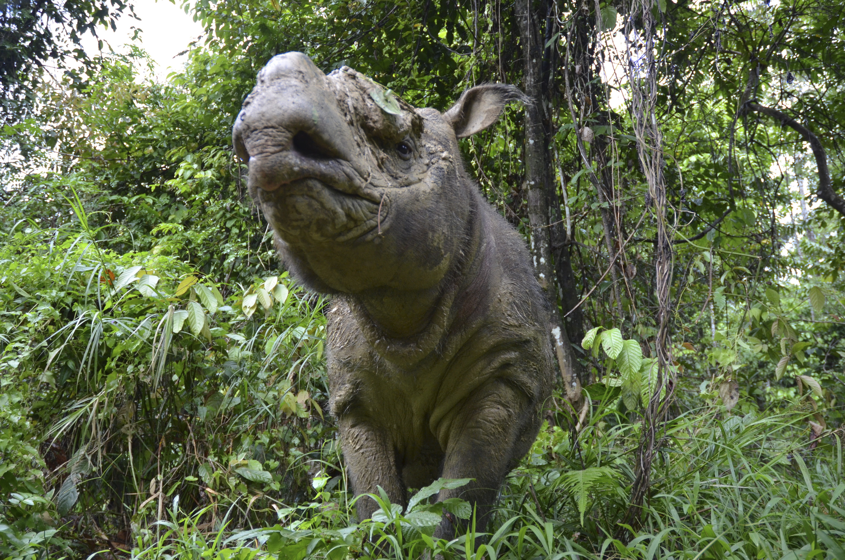Sumatran rhino: Rare animal on brink of extinction could be saved by ‘creating sperm of a dead male’ from skin