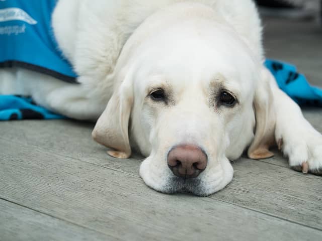 Guide Dogs sight loss charity needs volunteers to help pregnant pups this Christmas