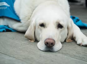 Guide Dogs sight loss charity needs volunteers to help pregnant pups this Christmas
