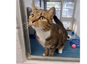 Simone is available for adoption at Cats protection Birmingham (Photo: Cats Protection Birmingham)