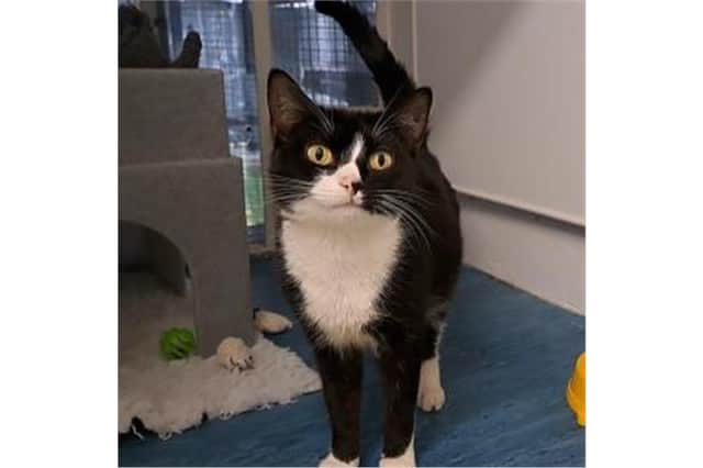 Bella is available for adoption at Cats protection Birmingham (Photo: Cats Protection Birmingham)