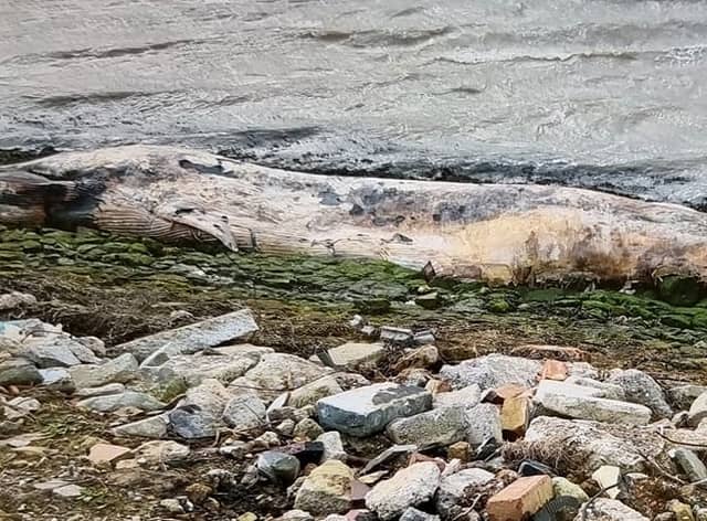 A dead 12ft whale was washed up on the banks of a British river last week.
