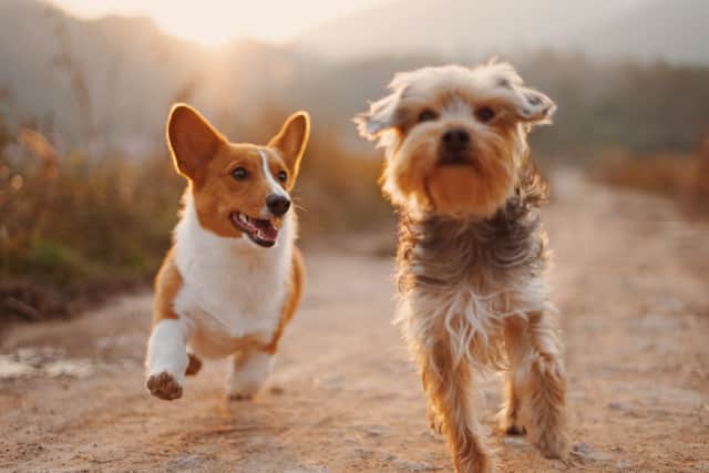 How to keep your pets safe (Photo - Unsplash/Alvan Nee)