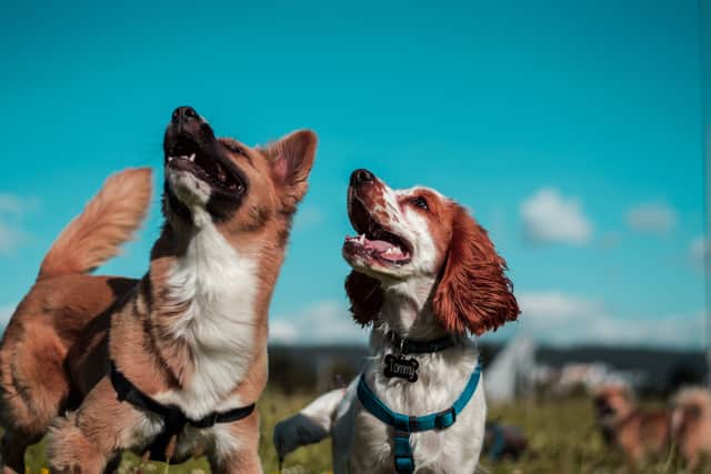 Here is how you can keep your dogs safe (Unsplash/Camilo Fierro)