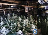 Cannabis farm found in Newtown (Photo - West Midlands Police)