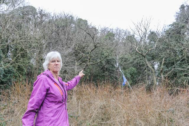 Liz Hodgkins pictured by the trees where she first spotted the owl in Sedgley, West Midlands