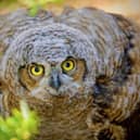 A great horned owl
