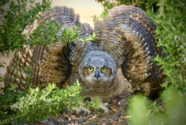  A great horned owl
