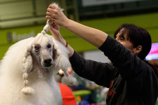 A woman grooms her Standard Poodle dog on the third day of the Crufts dog show at the National Exhibition Centre in Birmingham, central England, on March 12, 2022. (Photo by OLI SCARFF / AFP) (Photo by OLI SCARFF/AFP via Getty Images)