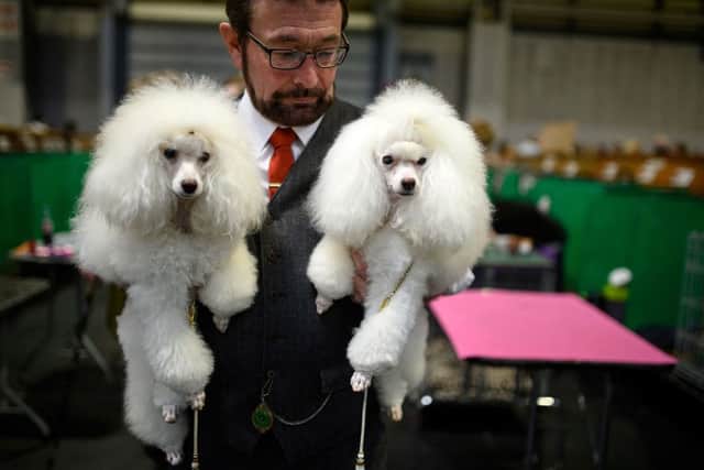 A man carries his two Toy Poodle dogs on the third day of the Crufts dog show at the National Exhibition Centre in Birmingham, central England, on March 12, 2022. (Photo by OLI SCARFF / AFP) (Photo by OLI SCARFF/AFP via Getty Images)