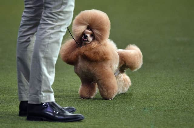 Waffle, a Toy Poodle, cocks it’s leg during the Best in Show event on the third day of the Crufts dog show at the National Exhibition Centre in Birmingham, central England, on March 13, 2022. - Crufts is one of the largest dog events in the the world, with thousands of dogs competing for the coveted title of ‘Best in Show’. Founded in 1891 by the late Charles Cruft, today the four-day show attracts entrants from around the world. (Photo by Oli SCARFF / AFP) (Photo by OLI SCARFF/AFP via Getty Images)