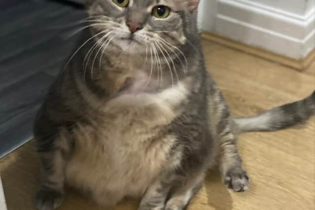 Big Bertha loses 3.82kg - the equivalent of a large adult cat after being rescued by the RSPCA in Birmingham