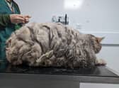 Big Bertha weighed almost two stone when she was rescued from Calthorpe Park in Birmingham