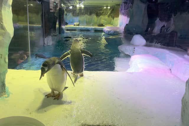 Gentoo penguins at the National Sea Life Centre in Birmingham