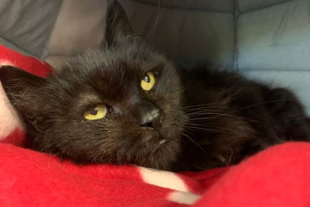 Smokey, the cat (Photo - RSPCA Birmingham)