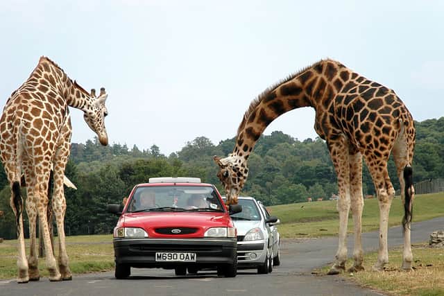 The four-mile self-drive safari is home to some of the world’s most beautiful and critically endangered animals. Split into African and Asian areas, almost all of the animals are free-roaming and can literally walk straight past your car.