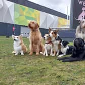 Crufts 2023 is returning on March 9 