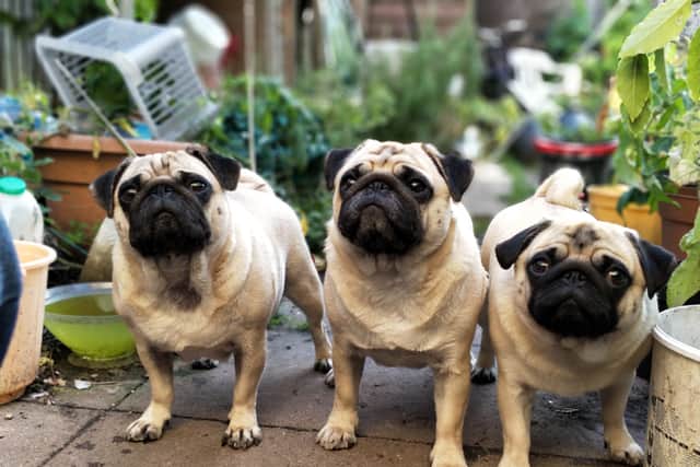 Flat-faced dogs face severe health issues