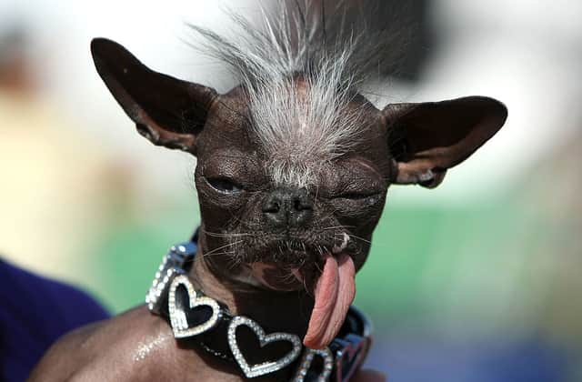 sits with his tongue out before the start of the 20th Annual Ugliest Dog Competition at the Sonoma-Marin Fair June 20, 2008 in Petaluma, California. Owners of ugly dogs travel to Petaluma from all over the country to participate in the annual contest.   (Photo by Justin Sullivan/Getty Images)