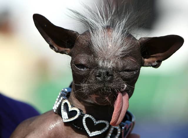 sits with his tongue out before the start of the 20th Annual Ugliest Dog Competition at the Sonoma-Marin Fair June 20, 2008 in Petaluma, California. Owners of ugly dogs travel to Petaluma from all over the country to participate in the annual contest.   (Photo by Justin Sullivan/Getty Images)
