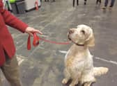 One of the many dogs in attendance at Crufts 2023 at the NEC
