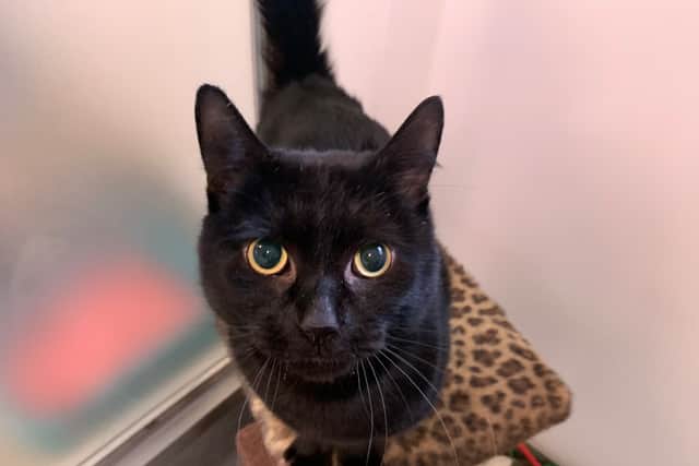 Panther - the cat (Photo - RSPCA)