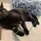 Panther, the cat (Photo - RSPCA)