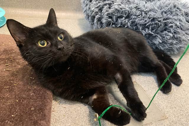 Panther, the cat (Photo - RSPCA)
