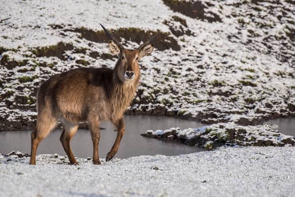 Animals at West Midlands Safari Park will get to enjoy the snow in peace as the attraction has closed for a second day in a row due to the weather - Credit: WMSP