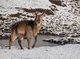 Animals at West Midlands Safari Park will get to enjoy the snow in peace as the attraction has closed for a second day in a row due to the weather - Credit: WMSP