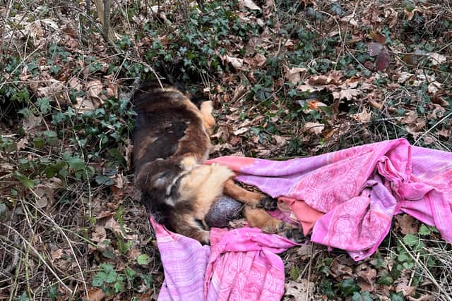 The RSPCA is appealing for information after a severely neglected dog was abandoned in a shocking state beside a road in Birmingham