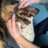 The RSPCA is appealing for information after a severely neglected dog was abandoned in a shocking state beside a road in Birmingham, near Handsworth Cemetery