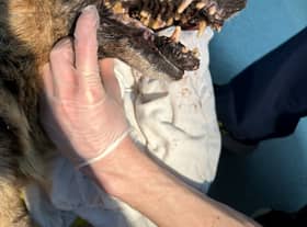 The RSPCA is appealing for information after a severely neglected dog was abandoned in a shocking state beside a road in Birmingham, near Handsworth Cemetery