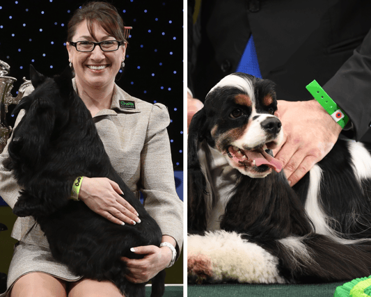 Two of Crufts previous 10 winners - see the list in full below