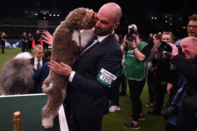 Winner of Best in Show, the  Lagotto Romagnolo, "Orca" with handler Javier Gonzalez Mendikote at the trophy presentation for the Best in Show event on the final day of the Crufts dog show at the National Exhibition Centre in Birmingham, central England, on March 12, 2023. (Photo by Oli SCARFF / AFP) (Photo by OLI SCARFF/AFP via Getty Images)