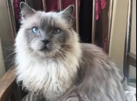 Bodie is an 8 year old Ragdoll who arrived in our care with Doyle after their owner sadly passed away. They have been very much loved and are super friendly.   Both Bodie and Doyle are large cats and must be rehomed together and have access to a Catio.