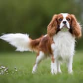 There are 12 breeds of Spaniel dogs  