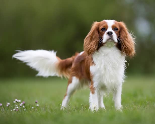 There are 12 breeds of Spaniel dogs  