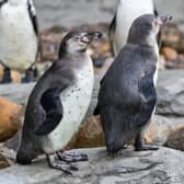 Humboldt Penguins (Photo - Lexcomm PR)