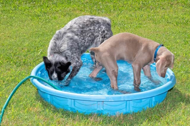 A paddling pool for dogs to play in (photo: Adobe)