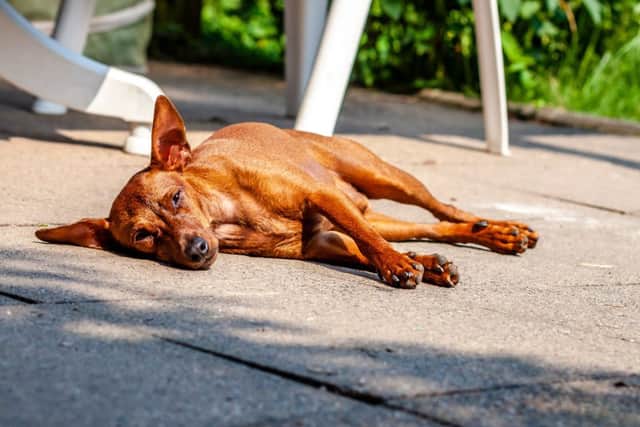 Hot pavements are not good for dogs (photo: Adobe)