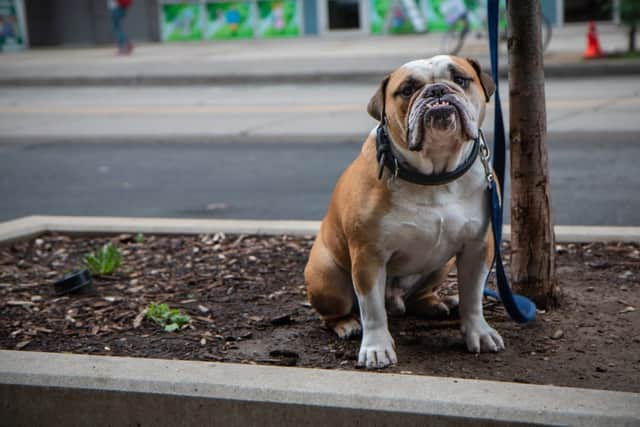 Owners of bulldogs, pugs and boxers should be extra wary in hot weather (photo: Adobe)