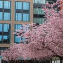 A view of the Cherry Blossoms in Brindleyplace (Photo - Lin Shaw)