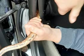 A corn snake has been rescued from a car after a delivery driver noticed it hanging out of the dashboard after picking up the vehicle in Tipton