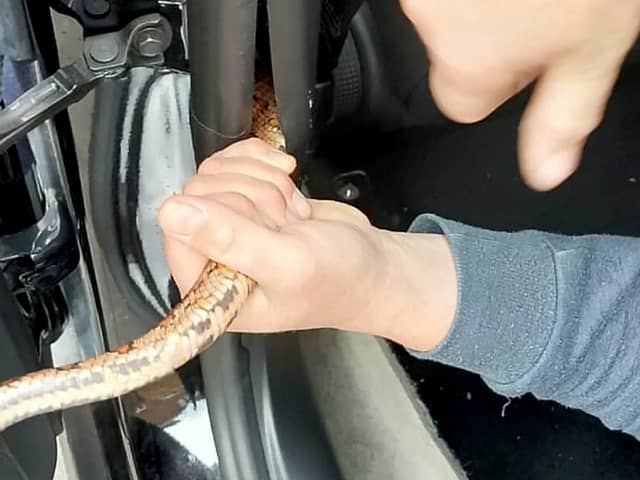 A corn snake has been rescued from a car after a delivery driver noticed it hanging out of the dashboard after picking up the vehicle in Tipton