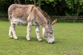 Cisco is a kind and gentle donkey who loves going on enrichment walks in Sutton Park and enjoys meeting new people. But when he’s back in the yard he loves to make sure his friends know who’s boss!