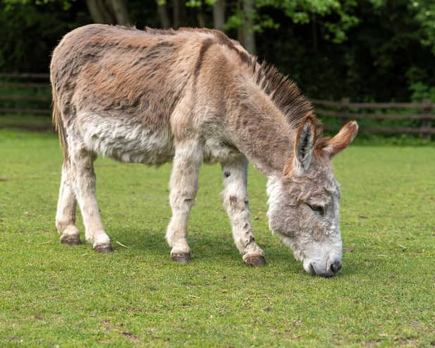 Cisco is a kind and gentle donkey who loves going on enrichment walks in Sutton Park and enjoys meeting new people. But when he’s back in the yard he loves to make sure his friends know who’s boss!