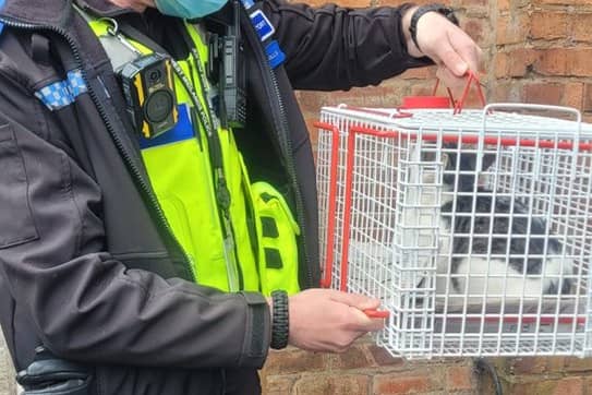 Cats saved from Mere Green